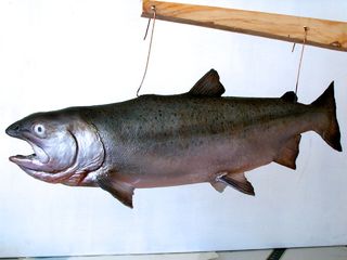 The trout flapped around like a real fish, because of course, no animals were harmed in the making of this film.