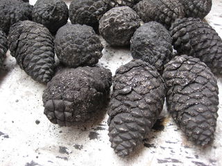 Fireproof cement pinecones