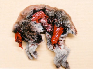 Artificial rabbit corpse