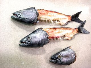 Gelatin fish