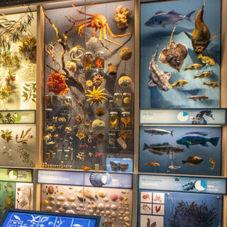 Te Papa - Specimen Models