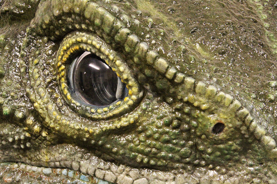 tuatara, rainbow springs, playground, weta, native nz animals, tourism, modelmaking, fiberglass, sculpture, zbrush, reptile